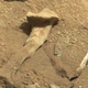 Illustration for article titled All The Shit We Haven't Actually Found on Mars